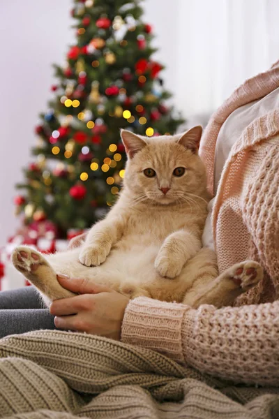 Adorable mascota en casa con decoraciones de temporada navideña de invierno — Foto de Stock