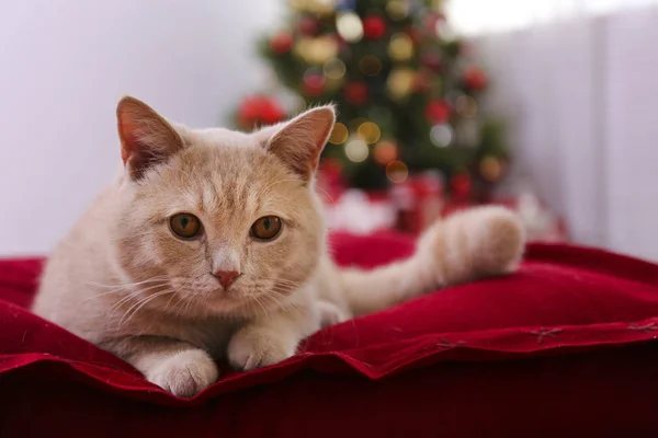 Adorable mascota en casa con decoraciones de temporada navideña de invierno — Foto de Stock