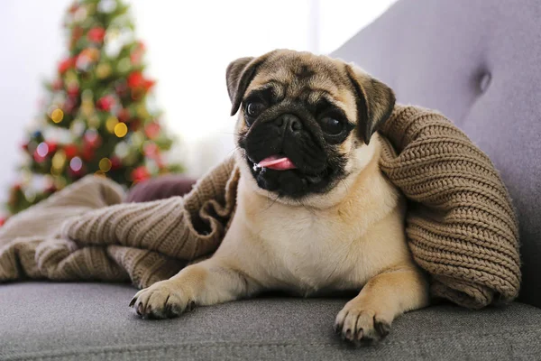 겨울 연휴 장식을 하고 집에 있는 귀여운 애완 동물 — 스톡 사진