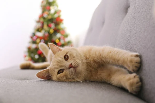 Adorable mascota en casa con decoraciones de temporada navideña de invierno — Foto de Stock