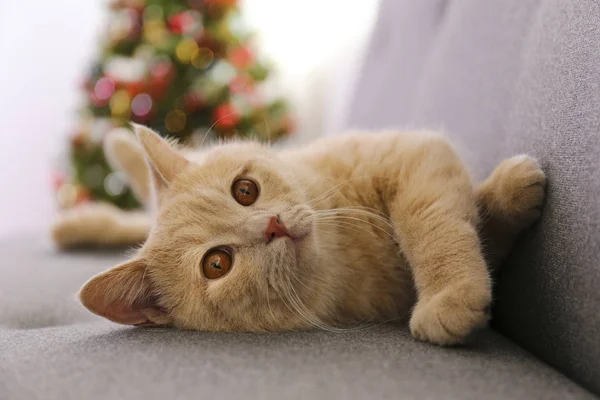 Adorable mascota en casa con decoraciones de temporada navideña de invierno — Foto de Stock