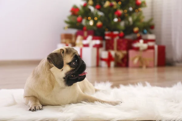 Adorable animal de compagnie à la maison avec des décorations de saison de vacances d'hiver — Photo