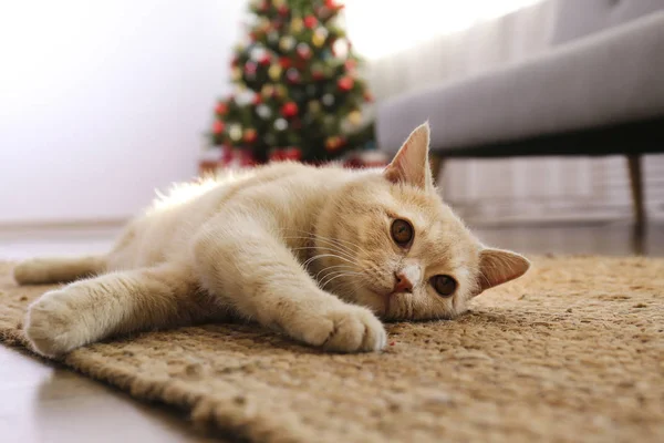 Adorable mascota en casa con decoraciones de temporada navideña de invierno — Foto de Stock