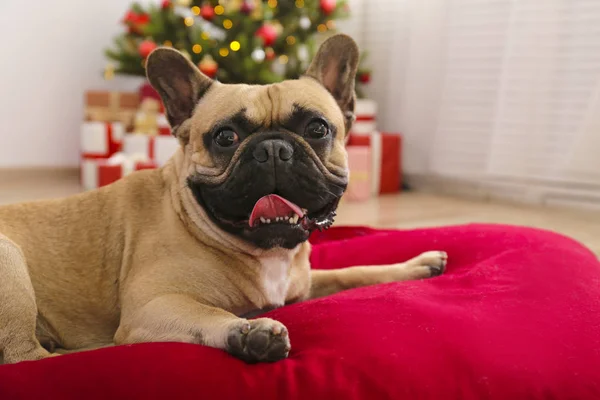 Adorable animal de compagnie à la maison avec des décorations de saison de vacances d'hiver — Photo