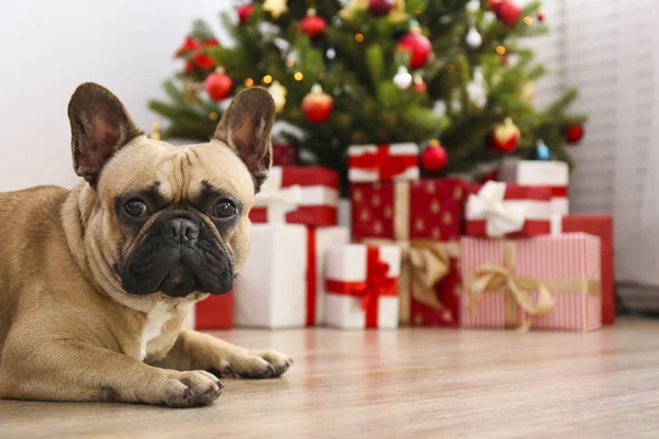 Adorabile animale domestico a casa con decorazioni natalizie invernali — Foto Stock