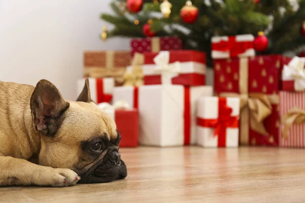 Adorable pet at home with winter holiday season decorations
