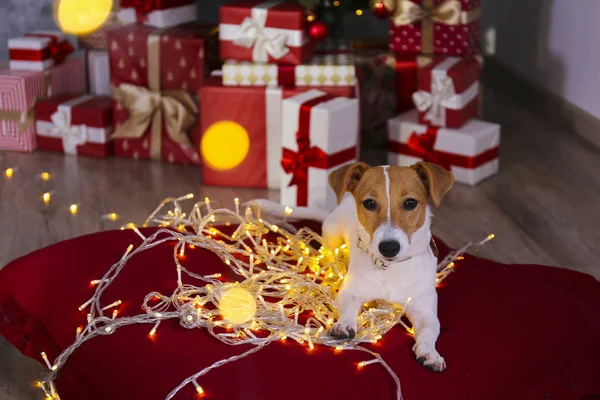 Adorable pet at home with winter holiday season decorations — Stock Photo, Image