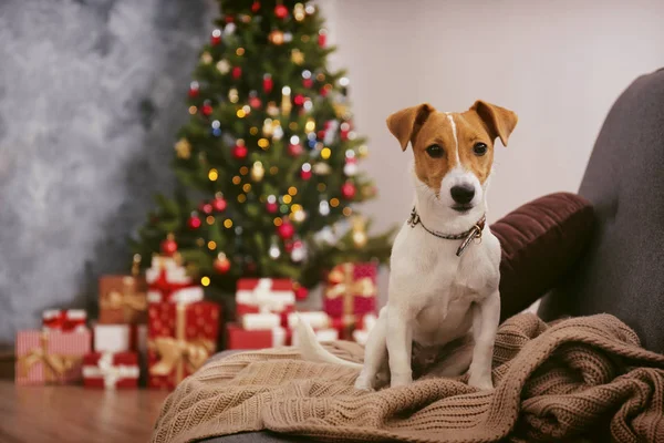 Adorable pet at home with winter holiday season decorations — Stock Photo, Image