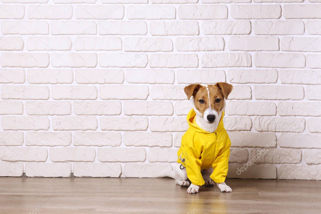 Small breed dog wearing yellow coat sitting on the floor.
