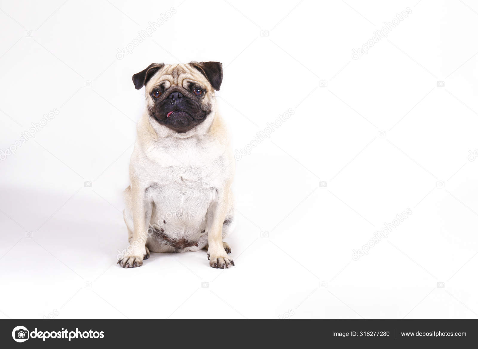 Perro de raza pequeña con manchas de piel divertidas y orejas