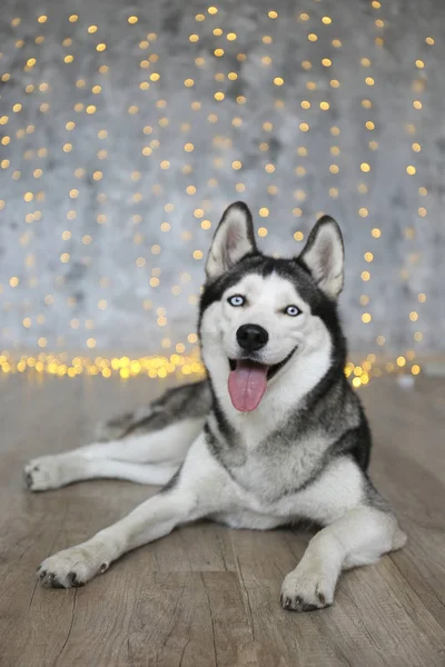 Lustiger sibirischer Husky-Hund im weihnachtlichen Fotoshooting. — Stockfoto