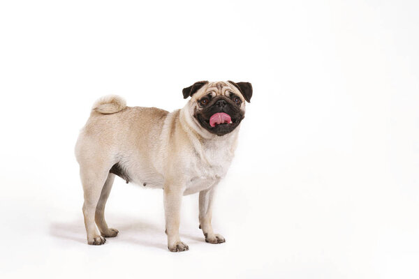 Small breed dog with funny fur stains and folded ears.