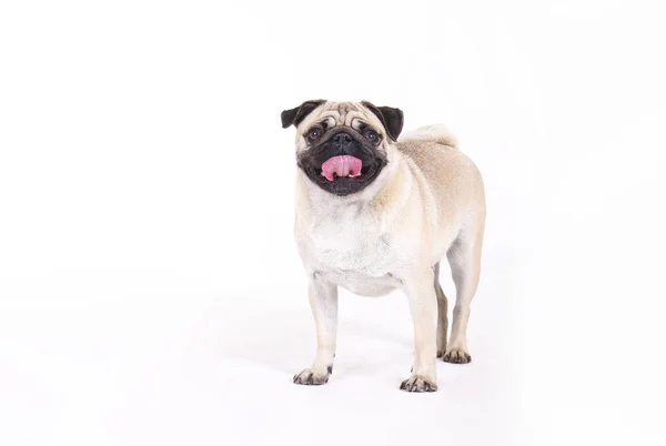 Câine de rasă mică cu pete amuzante de blană și urechi pliate . — Fotografie, imagine de stoc