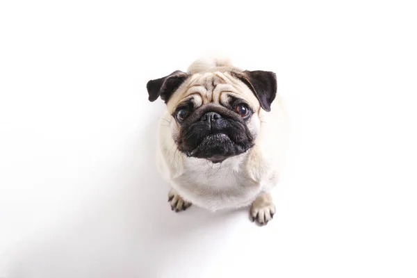 Komik kürk lekeleri ve katlanmış kulakları olan küçük cins bir köpek..