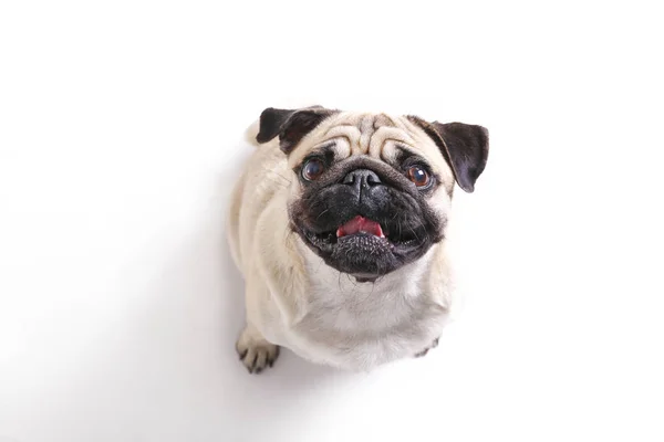 Komik kürk lekeleri ve katlanmış kulakları olan küçük cins bir köpek..