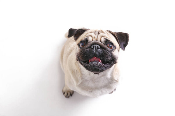 Small breed dog with funny fur stains and folded ears. — Stock Photo, Image