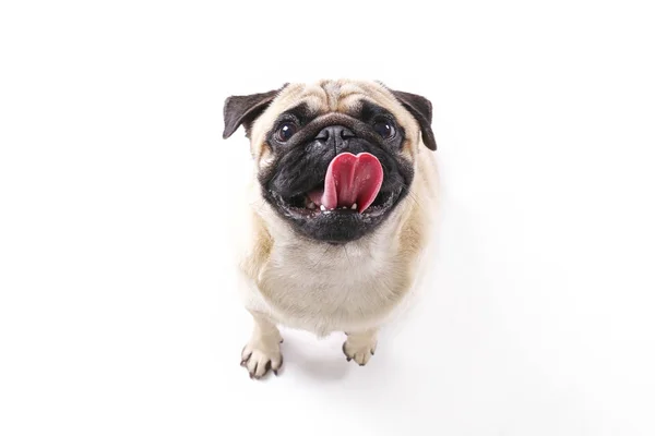 Komik kürk lekeleri ve katlanmış kulakları olan küçük cins bir köpek..