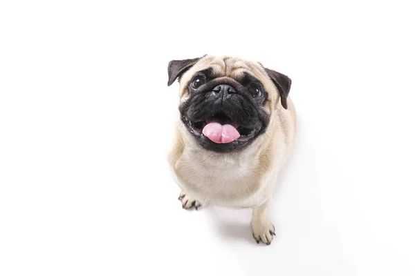 Komik kürk lekeleri ve katlanmış kulakları olan küçük cins bir köpek..