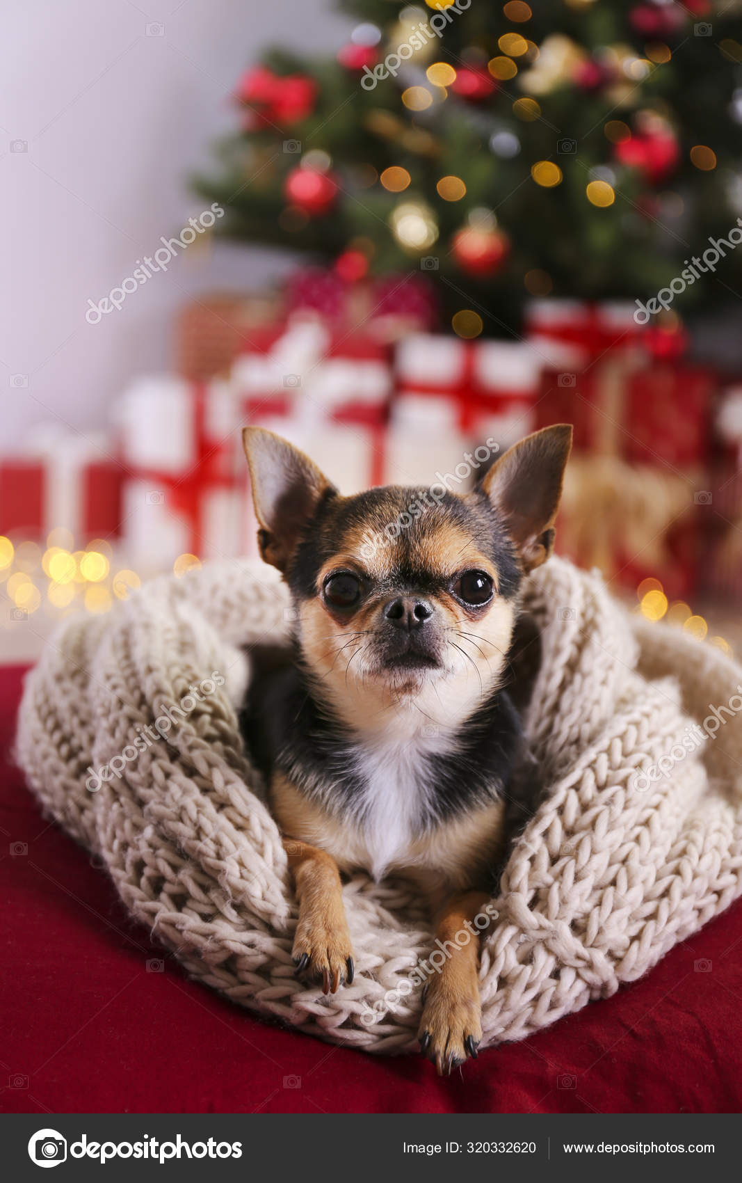 Mini chihuahua puppy as christmas present for children concept
