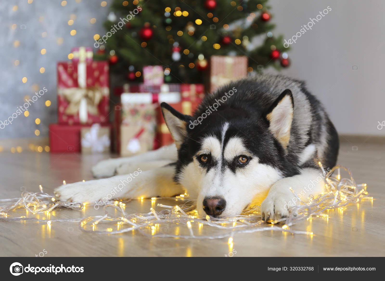 husky presents