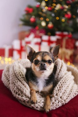 Mini chihuahua köpek yavrusu çocuk konsepti için noel hediyesi. Noel ağacının altında hediye kutuları ve şenlikli ışıklarla süslenmiş sevimli bir köpekçik. Neşeli arkaplan, kapat, boşluğu kopyala.