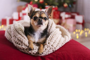 Mini chihuahua köpek yavrusu çocuk konsepti için noel hediyesi. Noel ağacının altında hediye kutuları ve şenlikli ışıklarla süslenmiş sevimli bir köpekçik. Neşeli arkaplan, kapat, boşluğu kopyala.