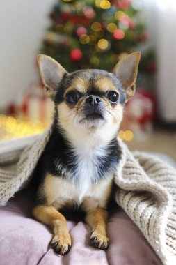 Mini chihuahua köpek yavrusu çocuk konsepti için noel hediyesi. Noel ağacının altında hediye kutuları ve şenlikli ışıklarla süslenmiş sevimli bir köpekçik. Neşeli arkaplan, kapat, boşluğu kopyala.