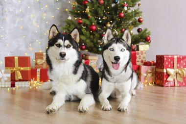 Noel arifesinde iki siyah ve beyaz Sibirya kurdu. Bir çift köpek çam ağacının üzerinde yere uzanmış, ellerinde bokeh ışıkları ve yığınla hediyelerle. Neşeli arkaplan, kapat, boşluğu kopyala.
