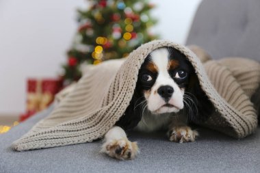Şövalye Kral Charles Spaniel, Noel ağacının önünde örülmüş battaniyeyle gri kanepede oturuyor. Kutlama ambalajında hediyeler var. Şimdiki konsept olarak köpek yavrusu. Boşluğu kopyala, şenlikli arkaplan.