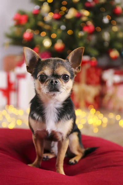 Mini chihuahua chiot comme cadeau de Noël pour les enfants concept. Adorable chien décoratif sur sous l'arbre de vacances avec des boîtes-cadeaux enveloppées, lumières festives. Fond festif, gros plan, espace de copie . — Photo