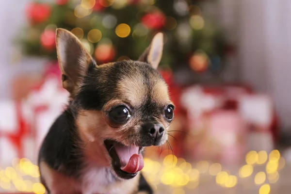 Mini chihuahua chiot comme cadeau de Noël pour les enfants concept. Adorable chien décoratif sur sous l'arbre de vacances avec des boîtes-cadeaux enveloppées, lumières festives. Fond festif, gros plan, espace de copie . — Photo