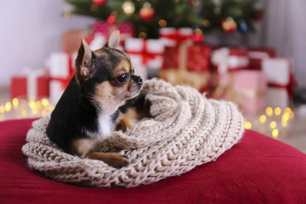Mini chihuahua chiot comme cadeau de Noël pour les enfants concept. Adorable chien décoratif sur sous l'arbre de vacances avec des boîtes-cadeaux enveloppées, lumières festives. Fond festif, gros plan, espace de copie . — Photo