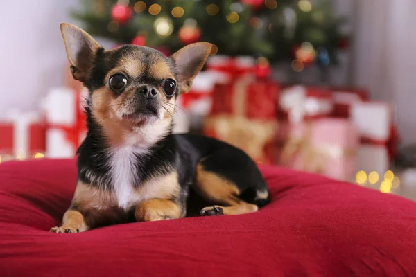 Mini chihuahua chiot comme cadeau de Noël pour les enfants concept. Adorable chien décoratif sur sous l'arbre de vacances avec des boîtes-cadeaux enveloppées, lumières festives. Fond festif, gros plan, espace de copie . — Photo