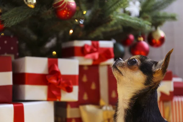 Mini chihuahua chiot comme cadeau de Noël pour les enfants concept. Adorable chien décoratif sur sous l'arbre de vacances avec des boîtes-cadeaux enveloppées, lumières festives. Fond festif, gros plan, espace de copie . — Photo