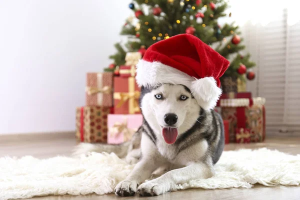 Husky sibérien noir et blanc le soir de Noël concept. Adorable chien portant le chapeau santa claus, couché sur le sol au-dessus du pin avec des lumières bokeh. Fond festif, gros plan, espace de copie . — Photo