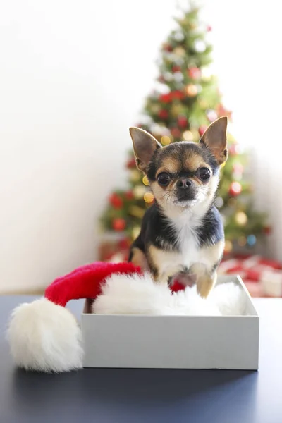 Mini chihuahua chiot comme cadeau de Noël pour les enfants concept. Adorable chien décoratif sur sous l'arbre de vacances avec des boîtes-cadeaux enveloppées, lumières festives. Fond festif, gros plan, espace de copie . — Photo