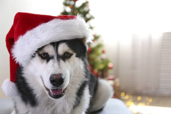 Husky sibérien noir et blanc le soir de Noël concept. Adorable chien portant le chapeau du Père Noël, assis sur le sol au-dessus du pin avec des lumières bokeh. Fond festif, gros plan, espace de copie . — Photo