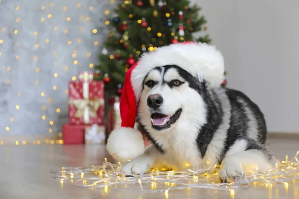크리스마스 이브 컨셉의 흑백 시베리아 허스키. 산타클로스 모자를 쓰고, 보케등을 켜고 소나무 위 바닥에 누워 있는 귀여운 강아지. 즐거운 배경, 가까이 서 본 공간. — 스톡 사진