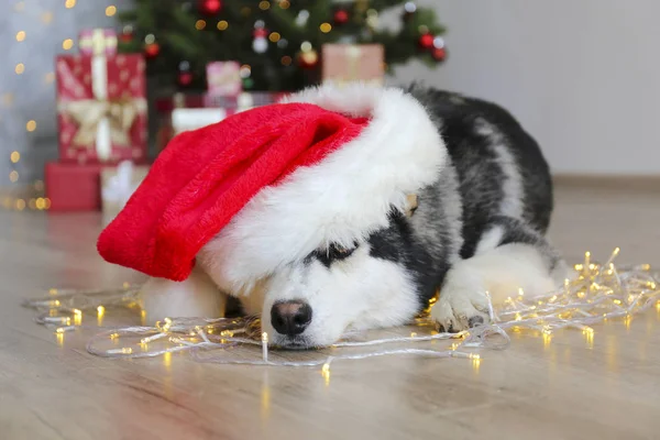 Husky sibérien noir et blanc le soir de Noël concept. Adorable chien portant le chapeau santa claus, couché sur le sol au-dessus du pin avec des lumières bokeh. Fond festif, gros plan, espace de copie . — Photo