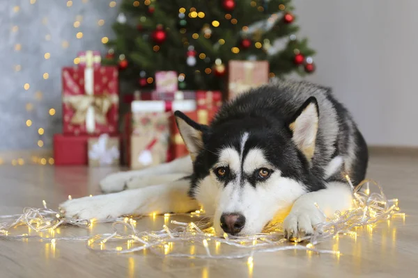 Husky sibérien noir et blanc le soir de Noël concept. Adorable chien, couché sur le sol au-dessus du pin avec des lumières bokeh et des piles de cadeaux. Fond festif, gros plan, espace de copie . — Photo