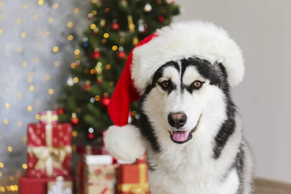 Husky sibérien noir et blanc le soir de Noël concept. Adorable chien portant le chapeau du Père Noël, assis sur le sol au-dessus du pin avec des lumières bokeh. Fond festif, gros plan, espace de copie . — Photo
