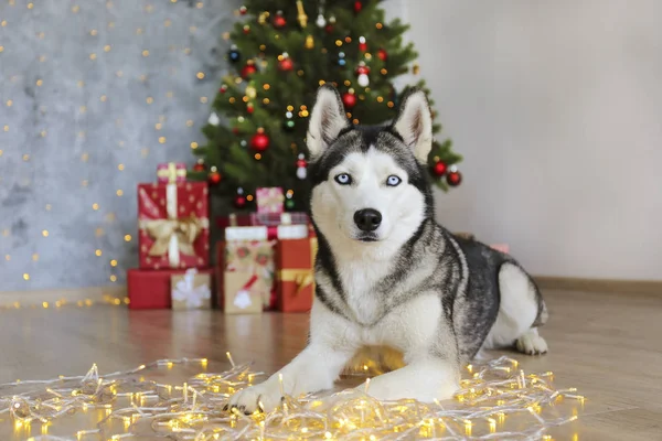 Husky sibérien noir et blanc le soir de Noël concept. Adorable chien, couché sur le sol au-dessus du pin avec des lumières bokeh et des piles de cadeaux. Fond festif, gros plan, espace de copie . — Photo