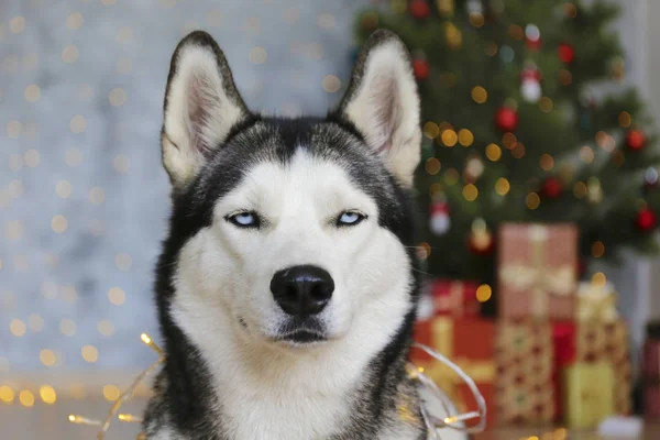 Husky sibérien noir et blanc le soir de Noël concept. Adorable chien, assis sur le sol au-dessus du pin avec des lumières bokeh et des piles de cadeaux. Fond festif, gros plan, espace de copie . — Photo