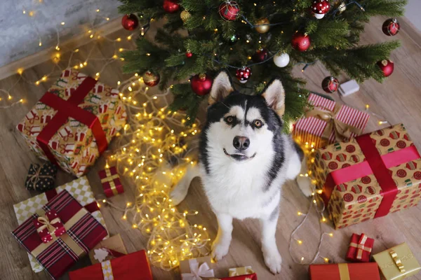 Husky sibérien noir et blanc le soir de Noël concept. Vue de dessus de l'adorable chien à fourrure assis sur le sol sur le pin avec des lumières bokeh. Fond festif, gros plan, espace de copie . — Photo