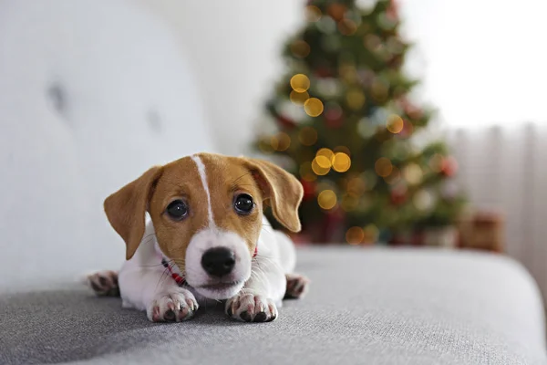 Adorable little puppy of jack russell terrier as holiday present. — Stock Photo, Image