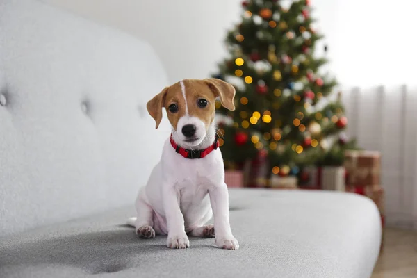 명절 선물로 잭 러셀 테리어의 귀여운 강아지. — 스톡 사진