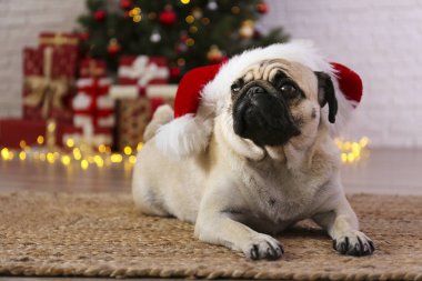 Bulanık bir şenlik dekoruyla yılbaşı ağacının tepesindeki sevimli pug. Yüzü buruşuk sevgili köpek portresi ve çam ağacının bokeh efektli ışıkları. Kapat, boşluğu kopyala.