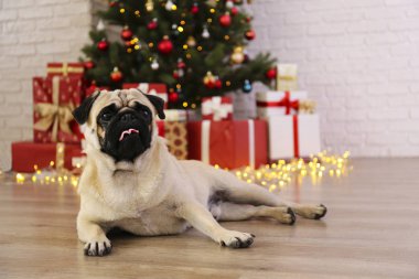 Bulanık bir şenlik dekoruyla yılbaşı ağacının tepesindeki sevimli pug. Yüzü buruşuk sevgili köpek portresi ve çam ağacının bokeh efektli ışıkları. Kapat, boşluğu kopyala.
