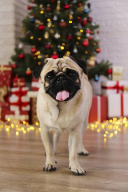Bulanık bir şenlik dekoruyla yılbaşı ağacının tepesindeki sevimli pug. Yüzü buruşuk sevgili köpek portresi ve çam ağacının bokeh efektli ışıkları. Kapat, boşluğu kopyala.