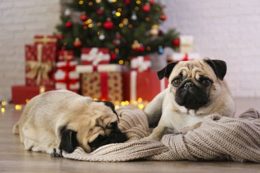 Bulanık dekorlu, Noel ağacının üzerinde iki sevimli köpek. Evinde buruşuk suratlı sevgili köpeklerin portresi ve ışık saçan çam ağaçları. Kapat, boşluğu kopyala.